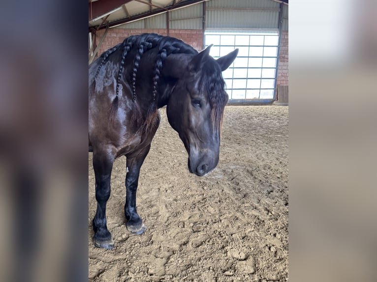 Noriker Gelding 6 years 16 hh Black in Lügde