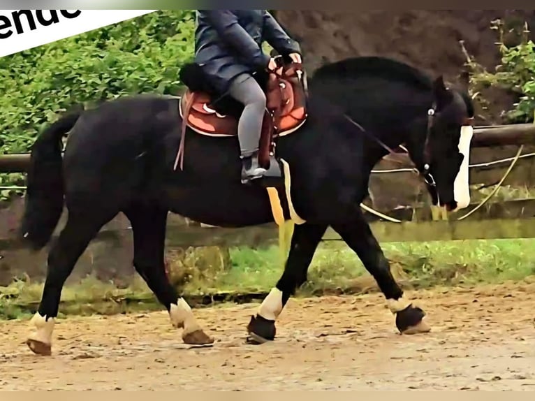 Noriker Gelding 6 years 16 hh Black in Gelsenkirchen