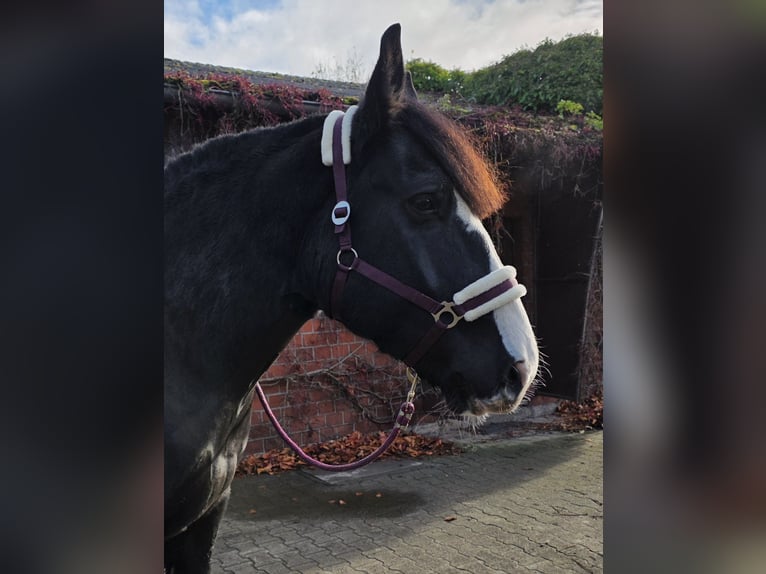 Noriker Gelding 6 years 16 hh Black in Gelsenkirchen