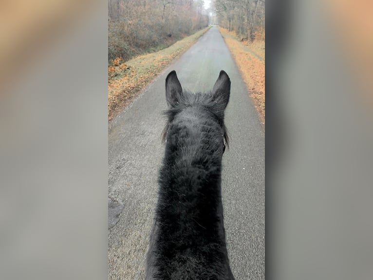 Noriker Gelding 6 years 16 hh Black in Gelsenkirchen