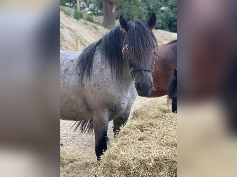 Noriker Gelding 6 years 16 hh Gray-Dark-Tan in Markt Indersdorf