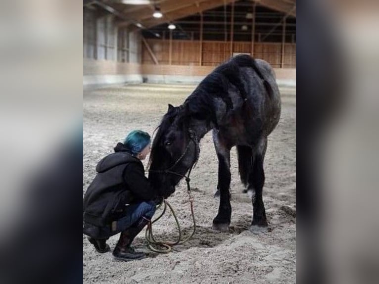 Noriker Gelding 6 years 16 hh Gray-Dark-Tan in Markt Indersdorf