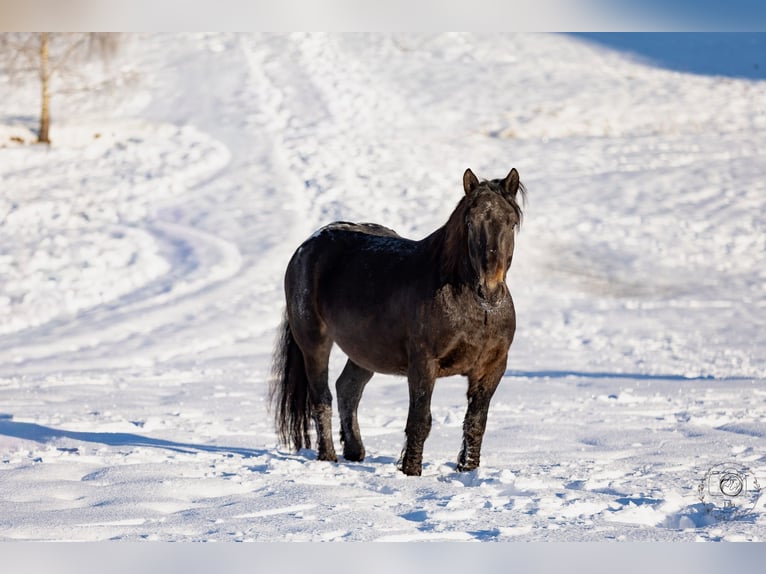 Noriker Gelding 6 years 16 hh Leopard-Piebald in Lindberg
