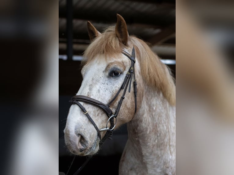 Noriker Gelding 6 years 16 hh Roan-Red in Herrenberg