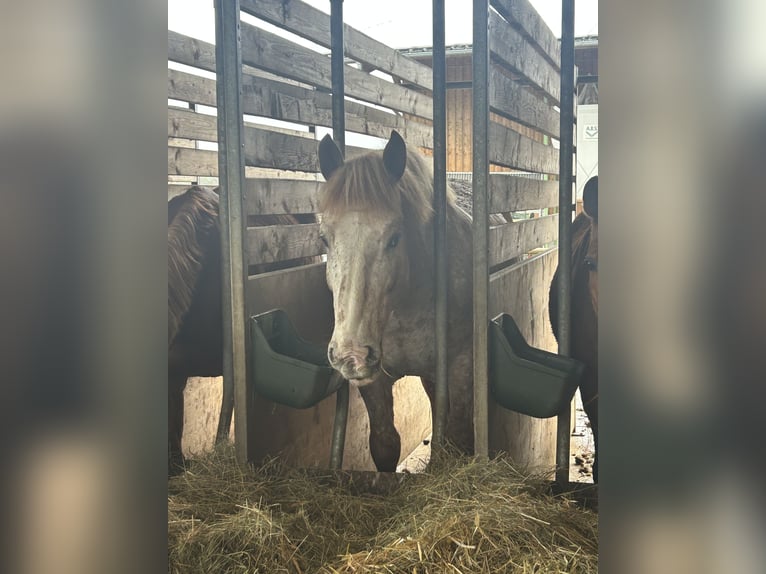 Noriker Gelding 6 years 16 hh Roan-Red in Herrenberg