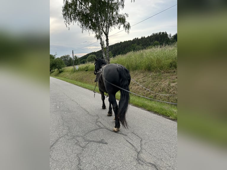 Noriker Gelding 6 years 16,1 hh Black in Viechtach