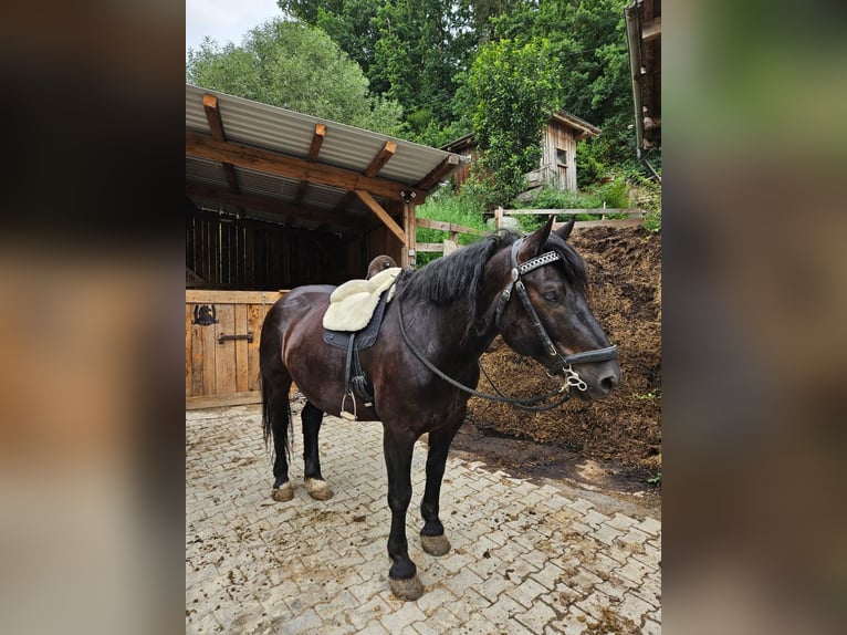 Noriker Gelding 6 years 16,1 hh Black in Viechtach