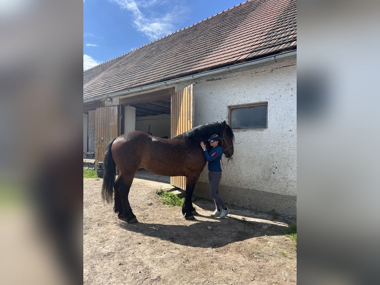 Noriker Gelding 6 years 16,1 hh Brown in Borovnica