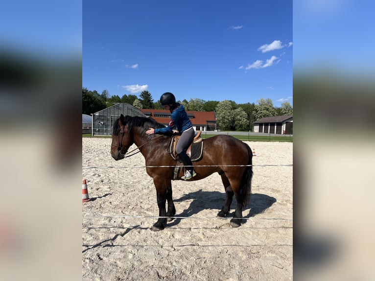 Noriker Gelding 6 years 16,1 hh Brown in Borovnica
