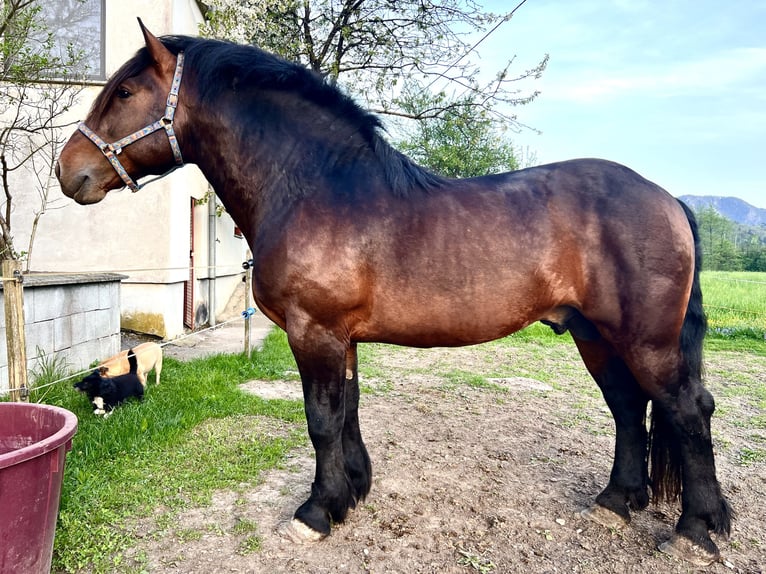 Noriker Gelding 6 years 16,1 hh Brown in Borovnica