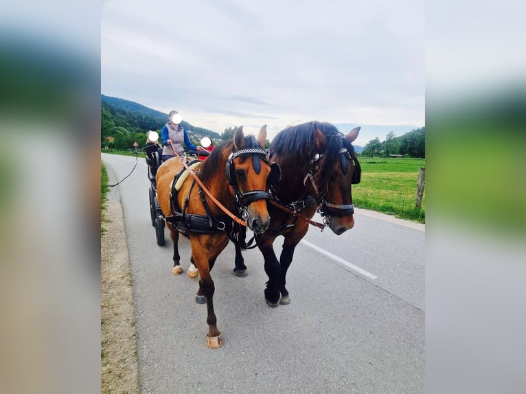 Noriker Gelding 6 years 16,1 hh Brown in Borovnica