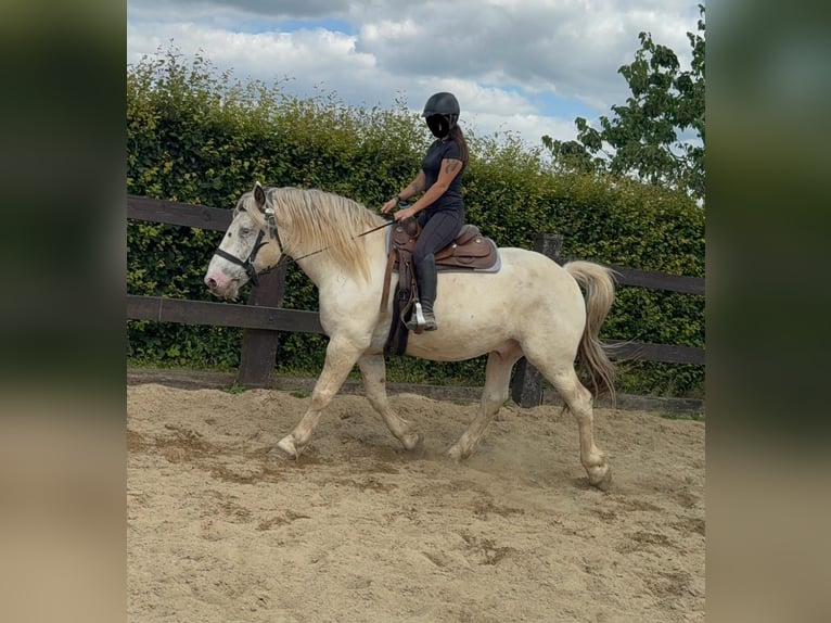Noriker Gelding 6 years 16,2 hh Gray in Daleiden