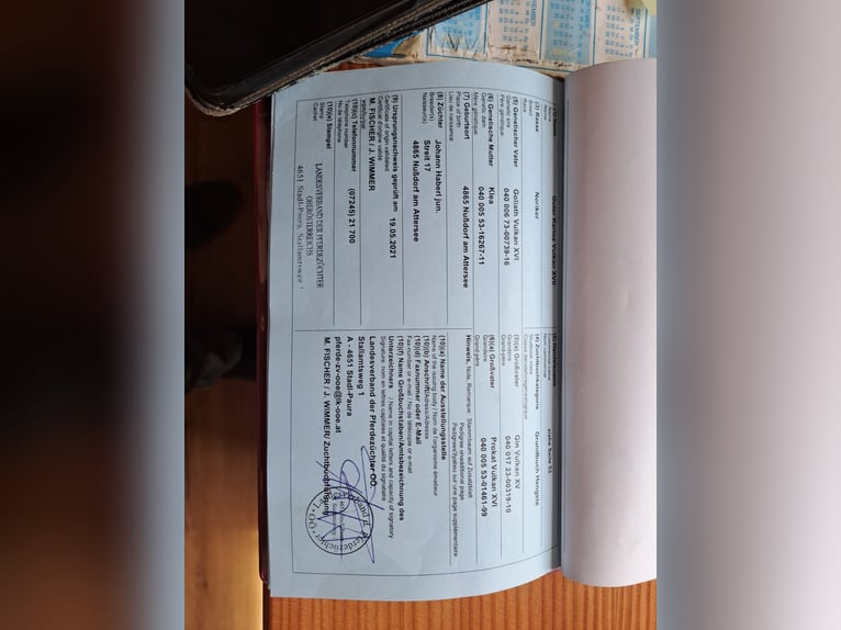 Noriker Gelding 6 years 16,3 hh Black in Obertilliach