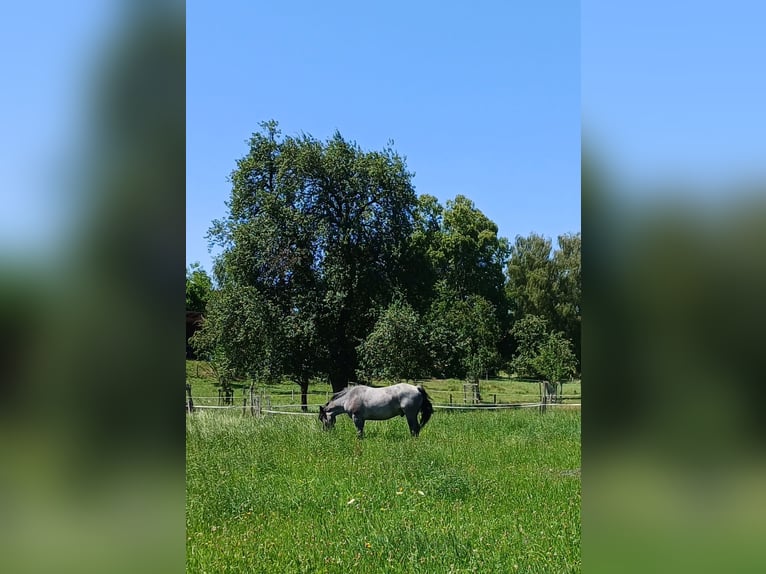 Noriker Gelding 6 years  in Attersee am Attersee