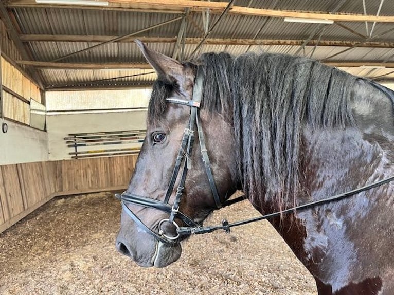 Noriker Gelding 7 years 15,2 hh Black in Fürstenzell