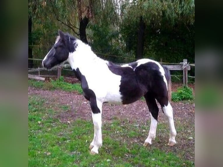 Noriker Gelding 7 years 15,2 hh Pinto in Kematen am Innbach