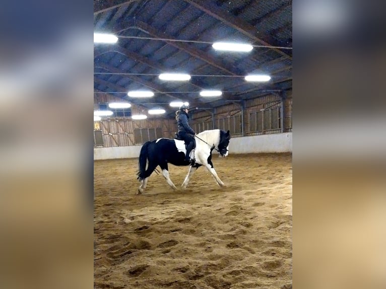 Noriker Gelding 7 years 15,2 hh Pinto in Kematen am Innbach