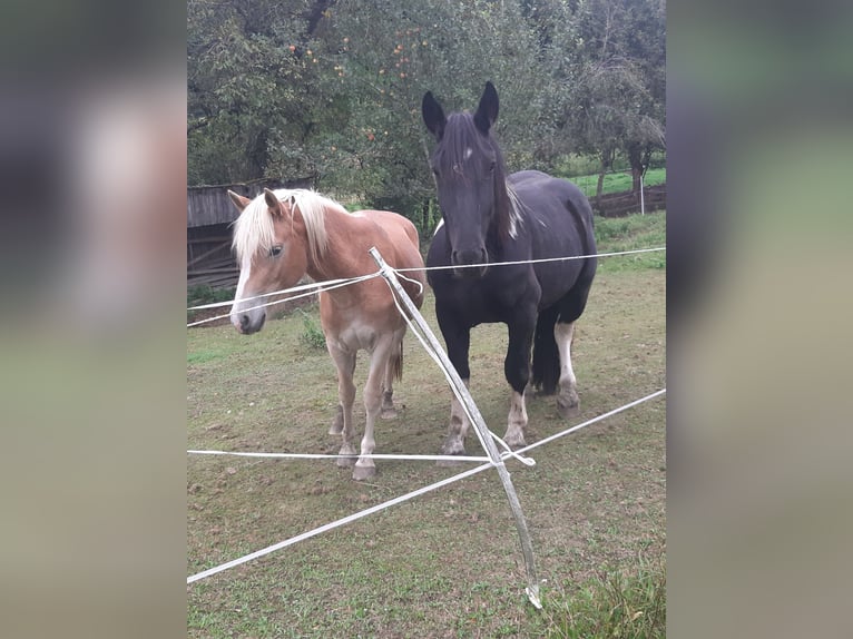 Noriker Gelding 7 years 15,2 hh Pinto in Zenting