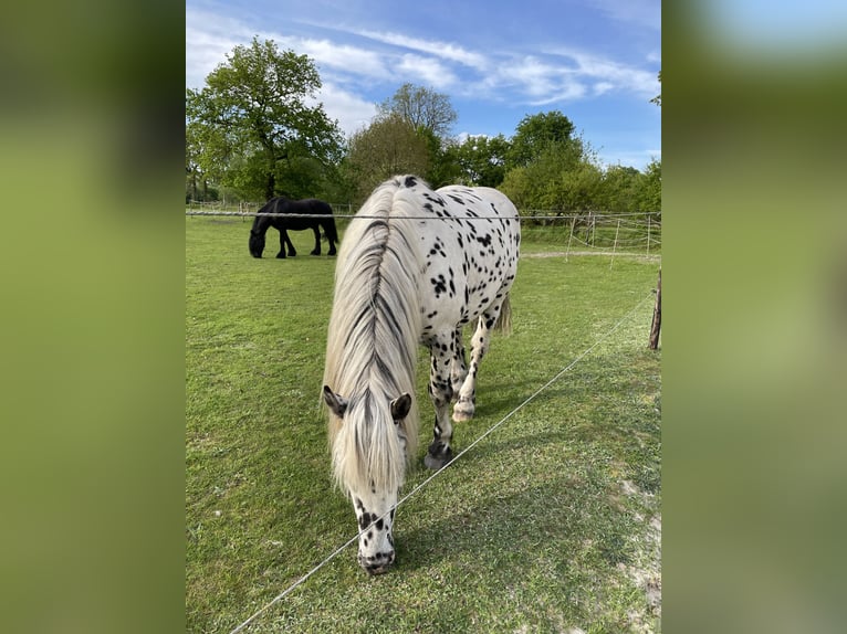 Noriker Gelding 7 years 15,2 hh Leopard-Piebald in Großefehn