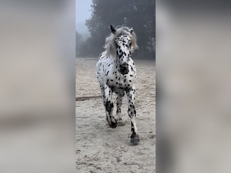 Noriker Gelding 7 years 15,2 hh Leopard-Piebald in Großefehn