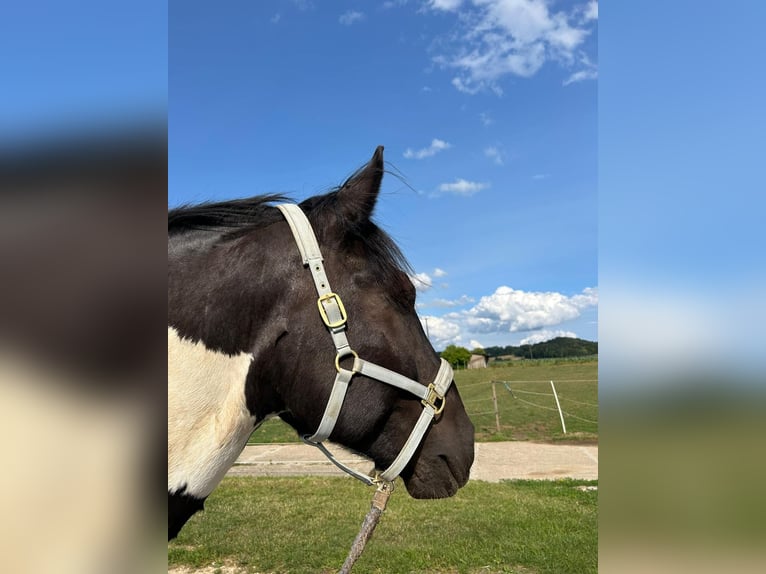 Noriker Gelding 7 years 15,2 hh Pinto in Welden