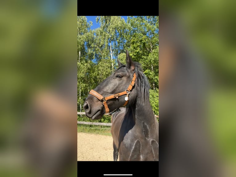 Noriker Gelding 7 years 16.1 hh Black in Mariaposching
