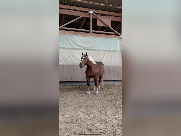 Noriker Gelding 7 years 16,3 hh Chestnut-Red in Eberhardzell