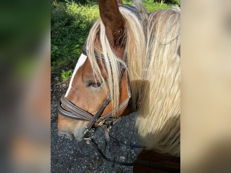 Noriker Gelding 7 years 16,3 hh Chestnut-Red in Eberhardzell