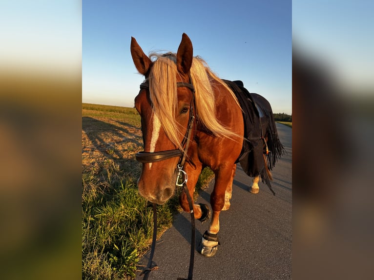 Noriker Gelding 7 years 16,3 hh Chestnut-Red in Eberhardzell