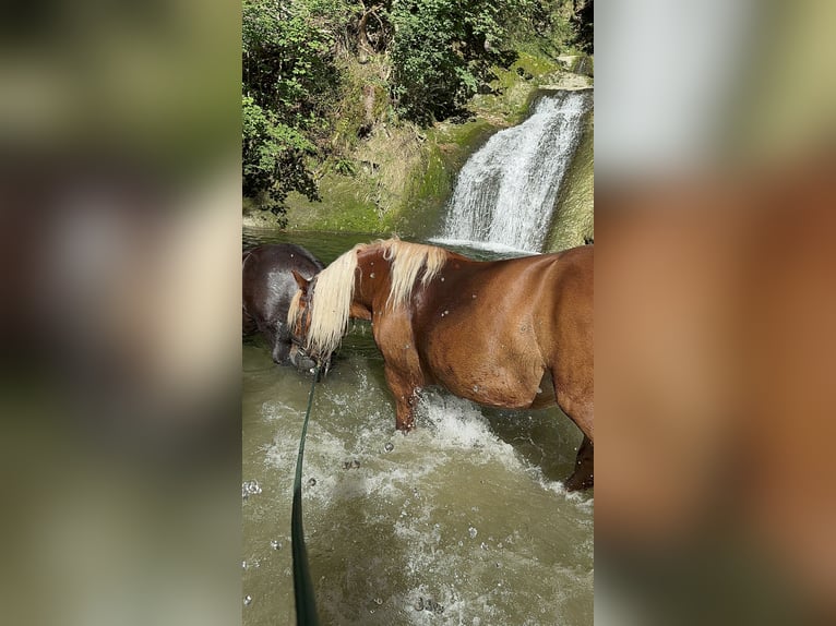 Noriker Gelding 7 years 16,3 hh Chestnut-Red in Eberhardzell