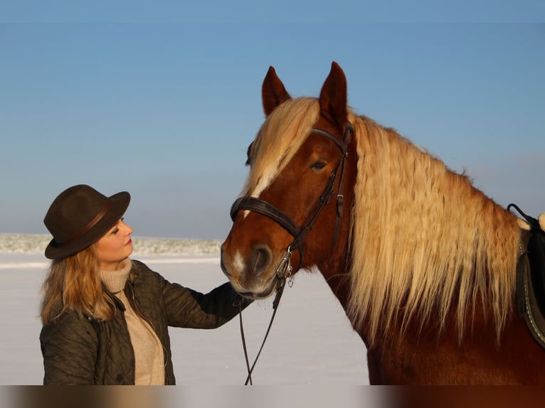 Noriker Gelding 7 years 16,3 hh Chestnut-Red in Eberhardzell