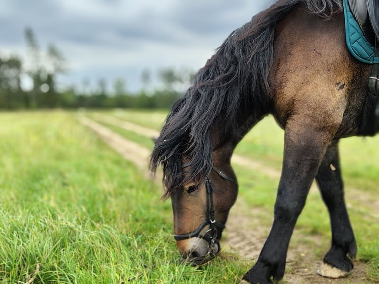 Noriker Gelding 7 years 16 hh Bay-Dark in Bleiburg