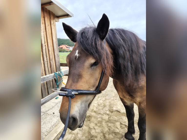 Noriker Gelding 7 years 16 hh Bay-Dark in Bleiburg