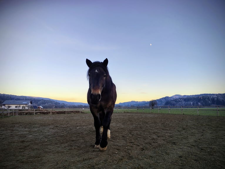 Noriker Gelding 7 years 16 hh Bay-Dark in Bleiburg