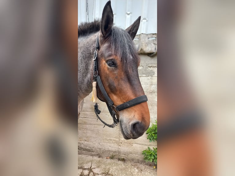 Noriker Gelding 7 years 16 hh Brown Falb mold in Stolberg (Rheinland)