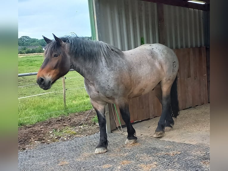 Noriker Gelding 7 years 16 hh Brown Falb mold in Stolberg (Rheinland)