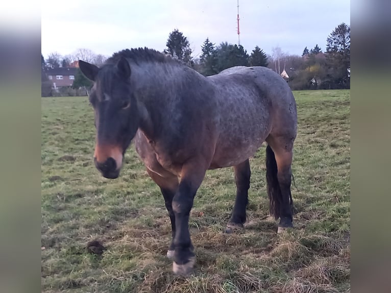 Noriker Gelding 7 years 16 hh Brown Falb mold in Stolberg (Rheinland)