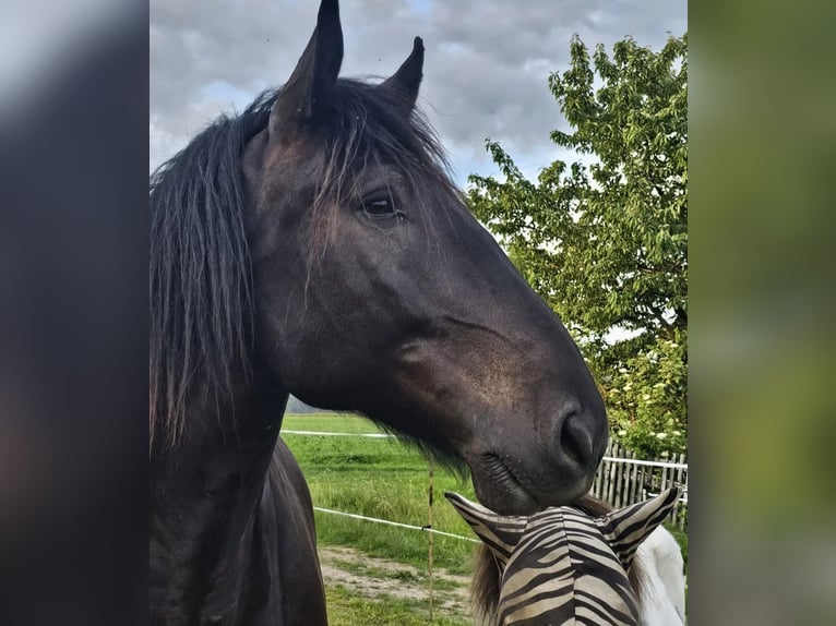 Noriker Gelding 7 years 16,3 hh Black in Langenwetzendorf