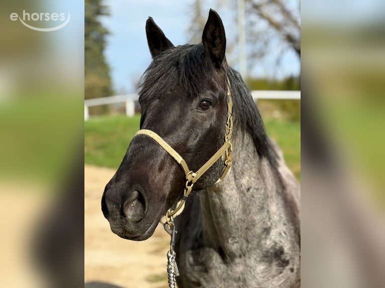 Noriker Mix Gelding 8 years 14.2 hh  in Treuchtlingen