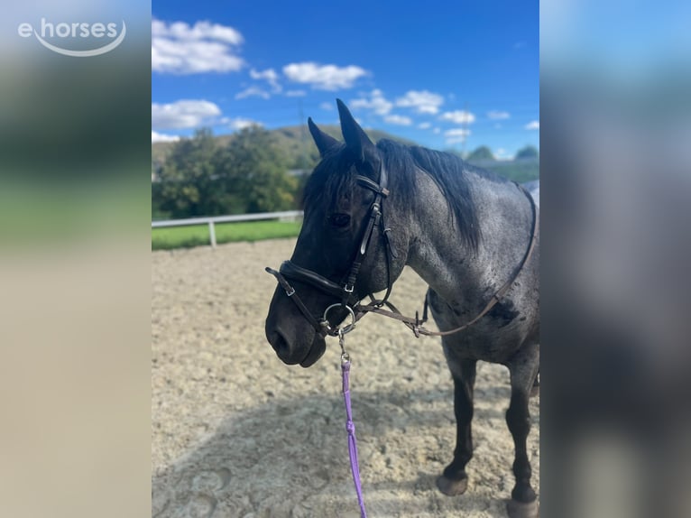 Noriker Mix Gelding 8 years 14.2 hh  in Treuchtlingen