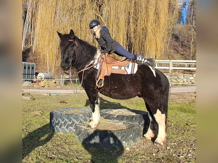 Noriker Gelding 8 years 15,1 hh Pinto in Bayerbach