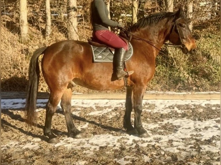 Noriker Gelding 8 years 15.3 hh Brown in Gschwandt