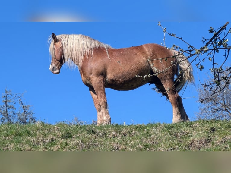 Noriker Gelding 8 years 15.3 hh Chestnut-Red in Bad Wildungen