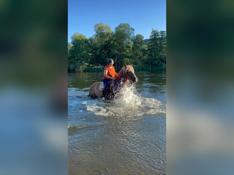 Noriker Gelding 8 years 15.3 hh Chestnut-Red in Bad Wildungen
