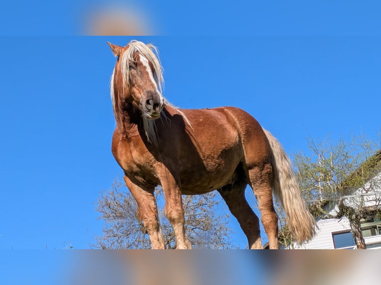 Noriker Gelding 8 years 15.3 hh Chestnut-Red in Bad Wildungen