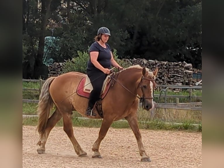 Noriker Gelding 8 years 15.3 hh Chestnut-Red in Bad Wildungen