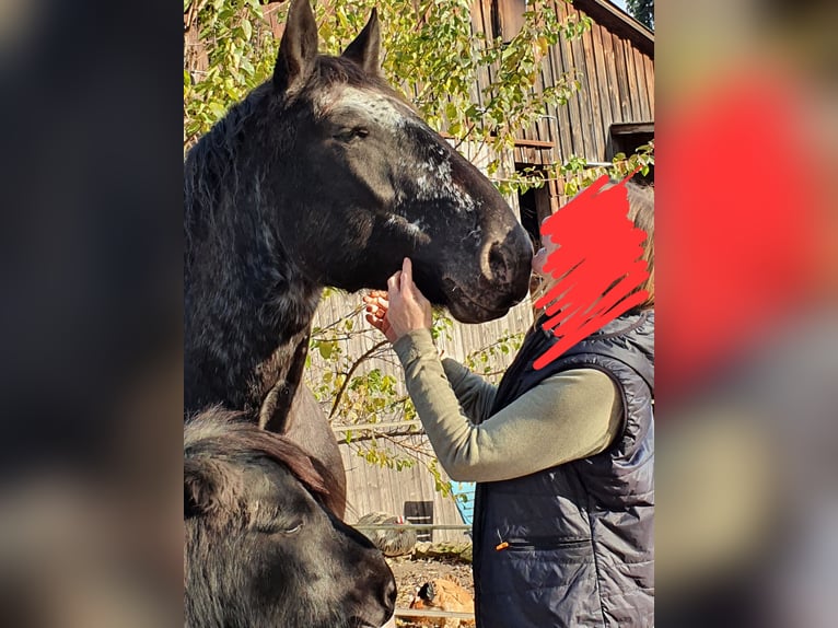 Noriker Gelding 8 years 16,1 hh Leopard-Piebald in Miltenberg