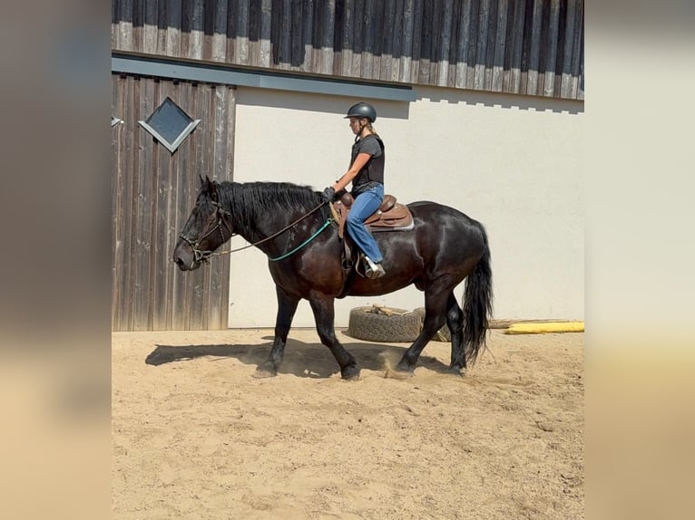 Noriker Gelding 8 years 16 hh Black in Daleiden