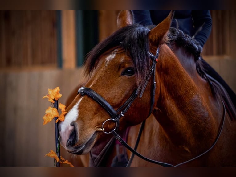 Noriker Gelding 8 years 16 hh Brown in Ebersdorf
