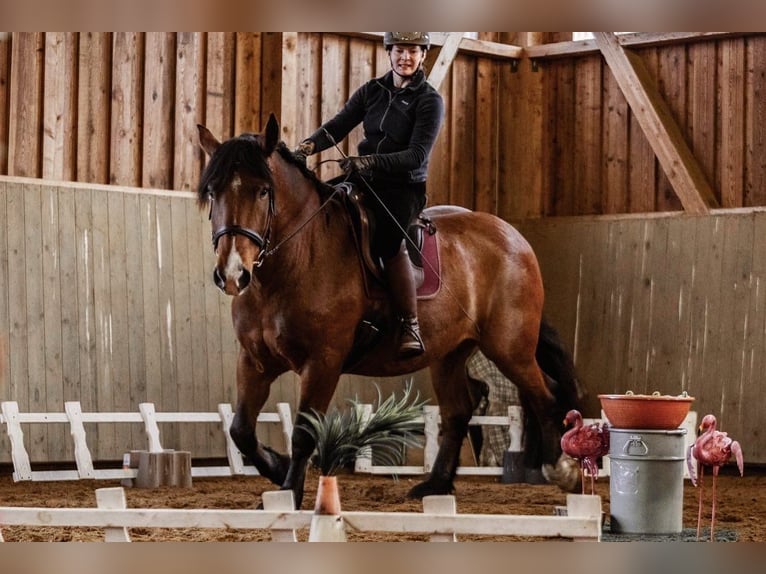 Noriker Gelding 8 years 16 hh Brown in Ebersdorf
